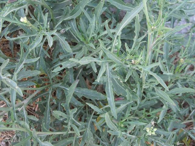 Diplotaxis tenuifolia